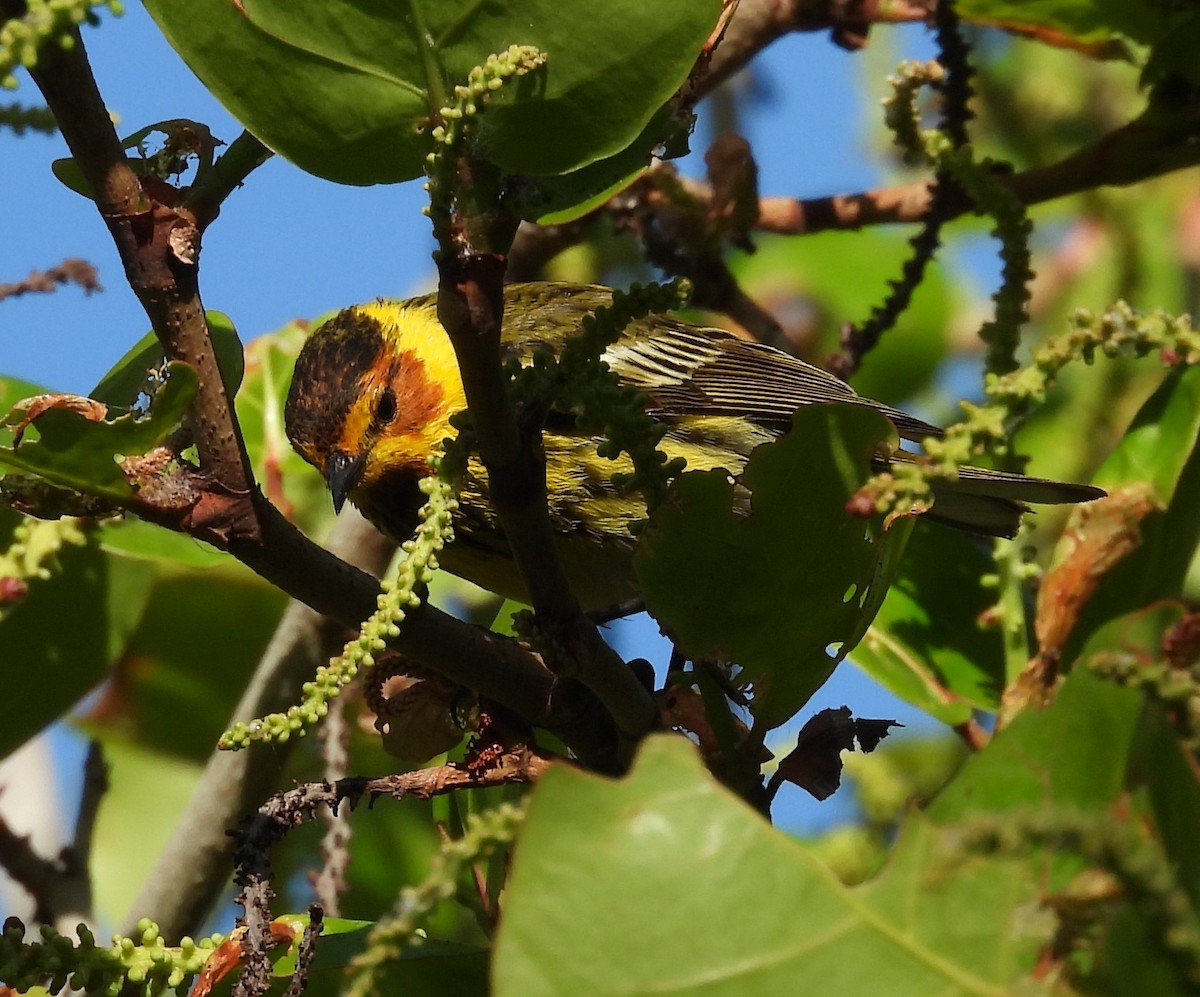 Cape May Warbler - John  Paalvast