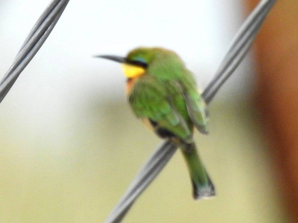 Little Bee-eater - ML618168896
