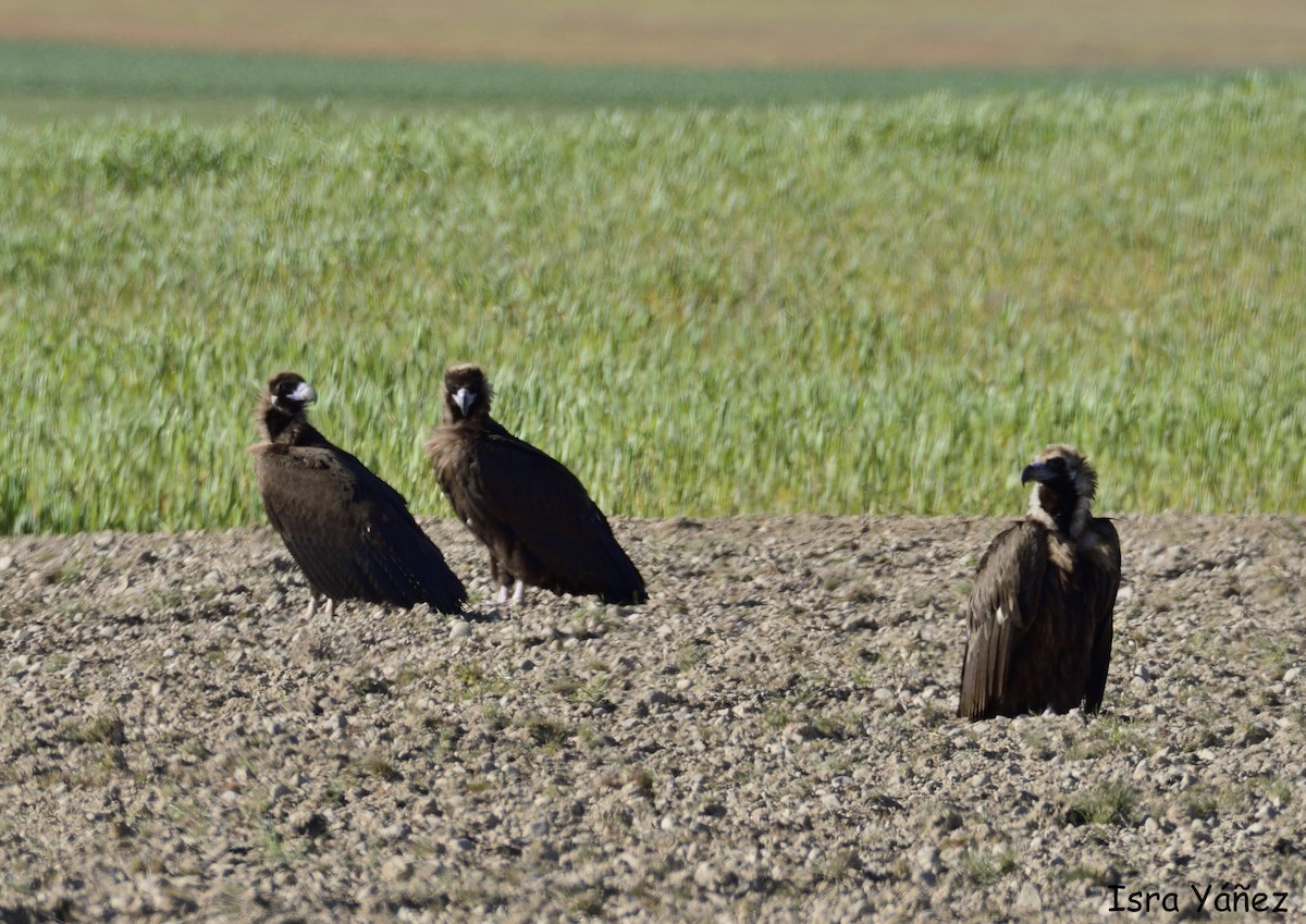 Cinereous Vulture - ML618168915