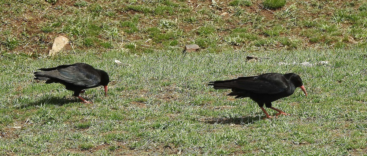 Red-billed Chough - Paco Chiclana