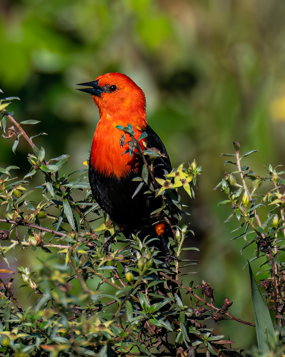 Scarlet-headed Blackbird - ML618168933