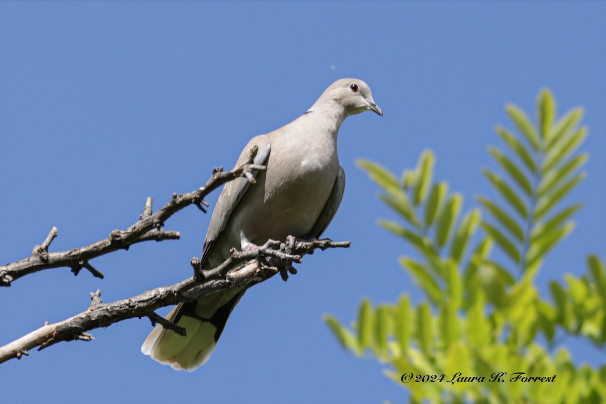 Eurasian Collared-Dove - ML618168936
