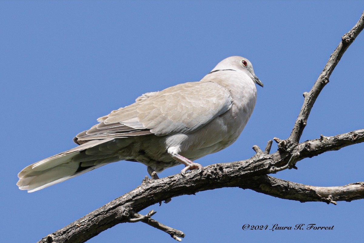 Eurasian Collared-Dove - ML618168938