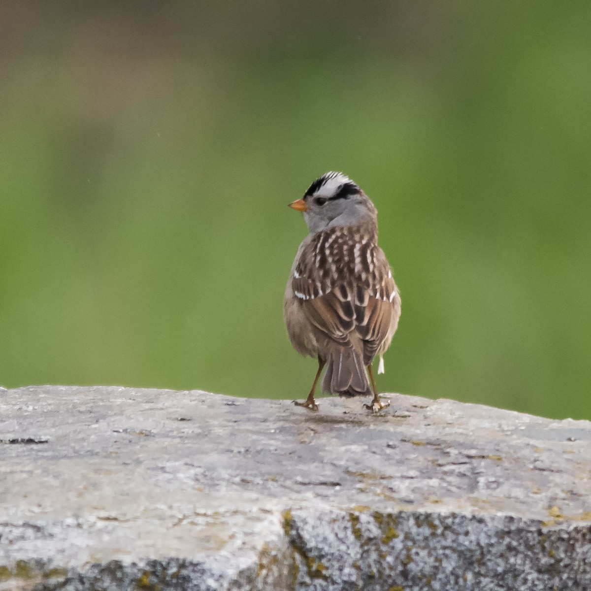 White-crowned Sparrow - ML618168950