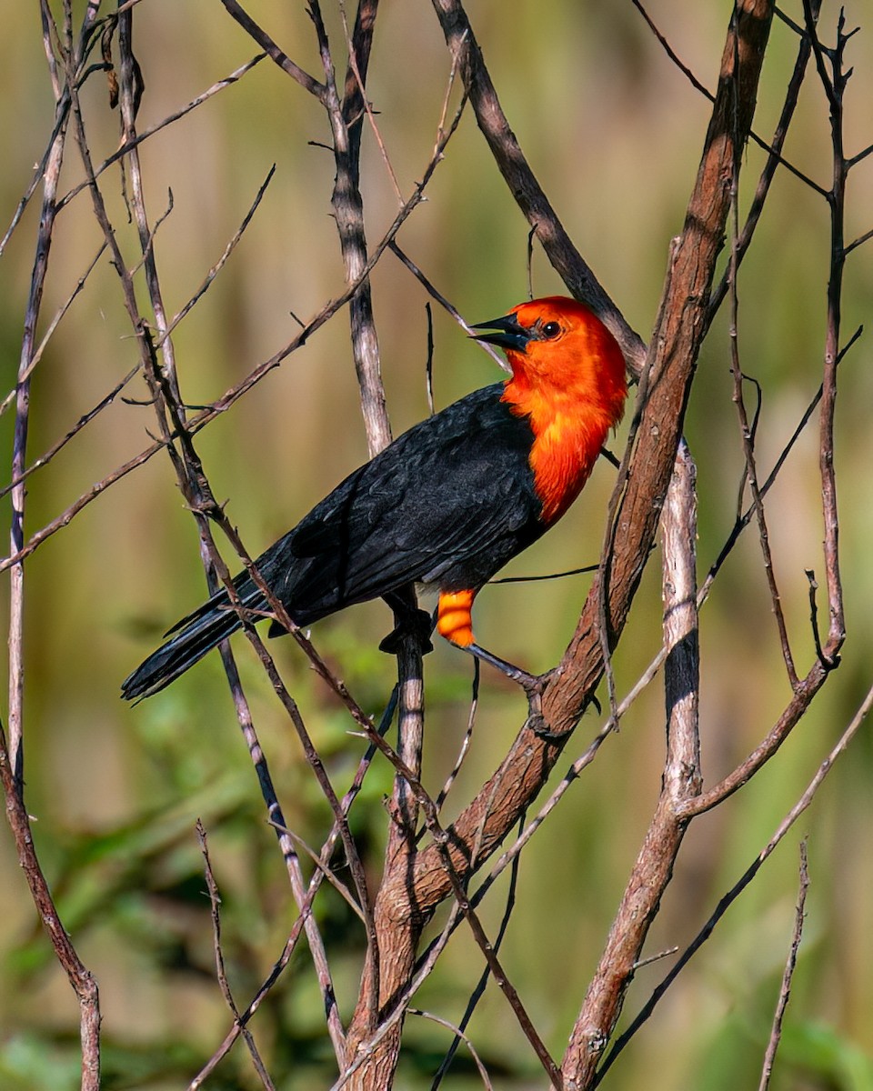 Scarlet-headed Blackbird - ML618168954