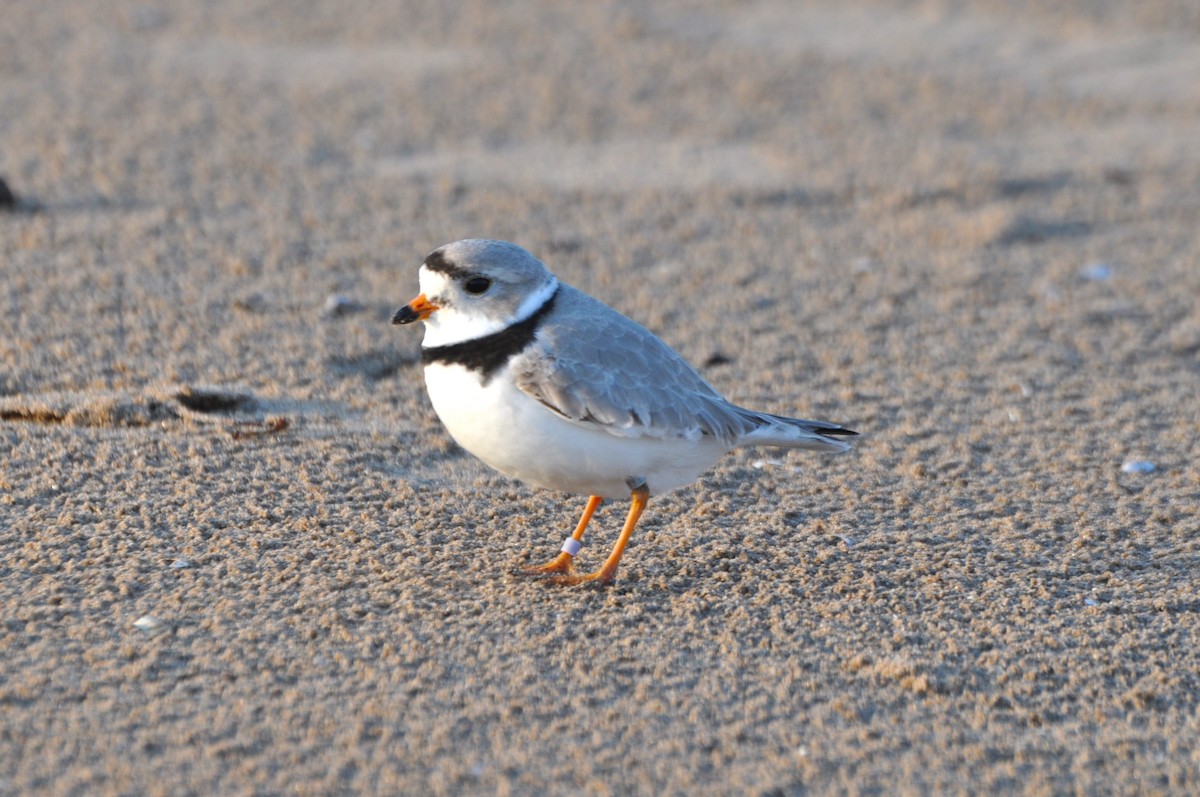 Piping Plover - ML618168964