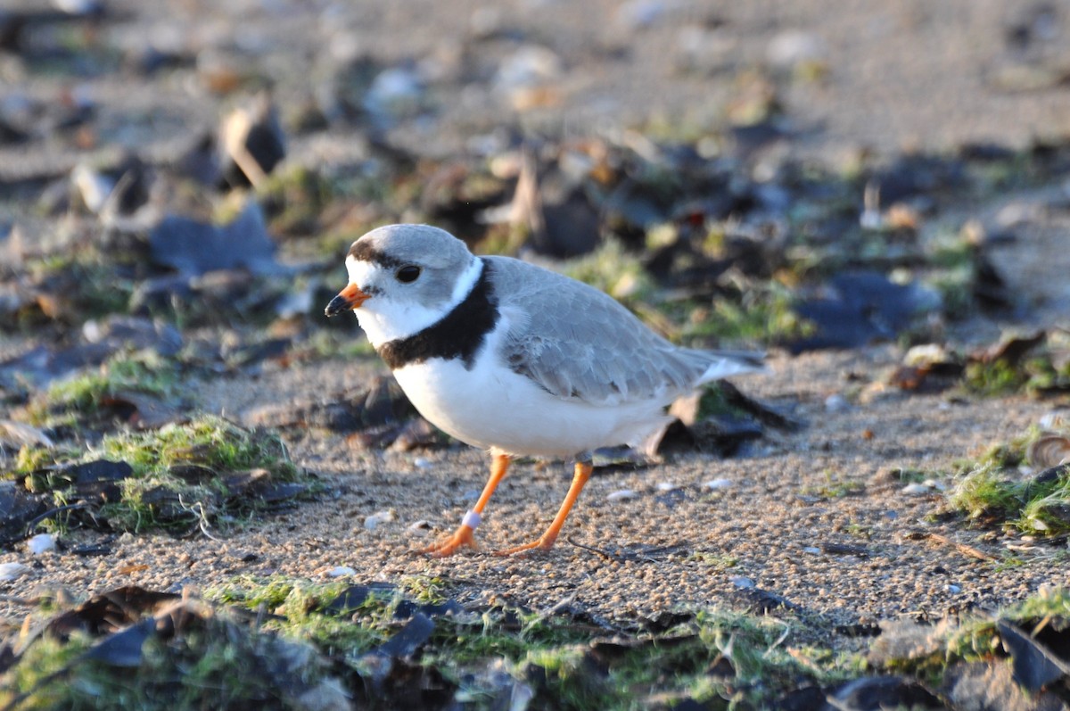 Piping Plover - ML618168966