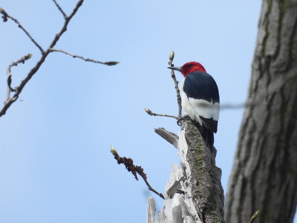 Red-headed Woodpecker - ML618168974