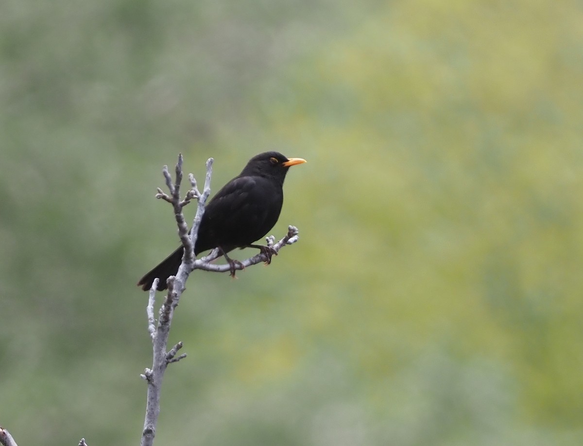 Eurasian Blackbird - ML618169022