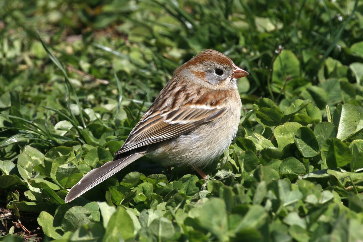 Field Sparrow - walter sliva