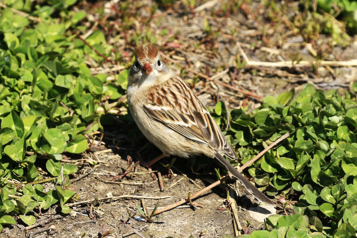Field Sparrow - walter sliva