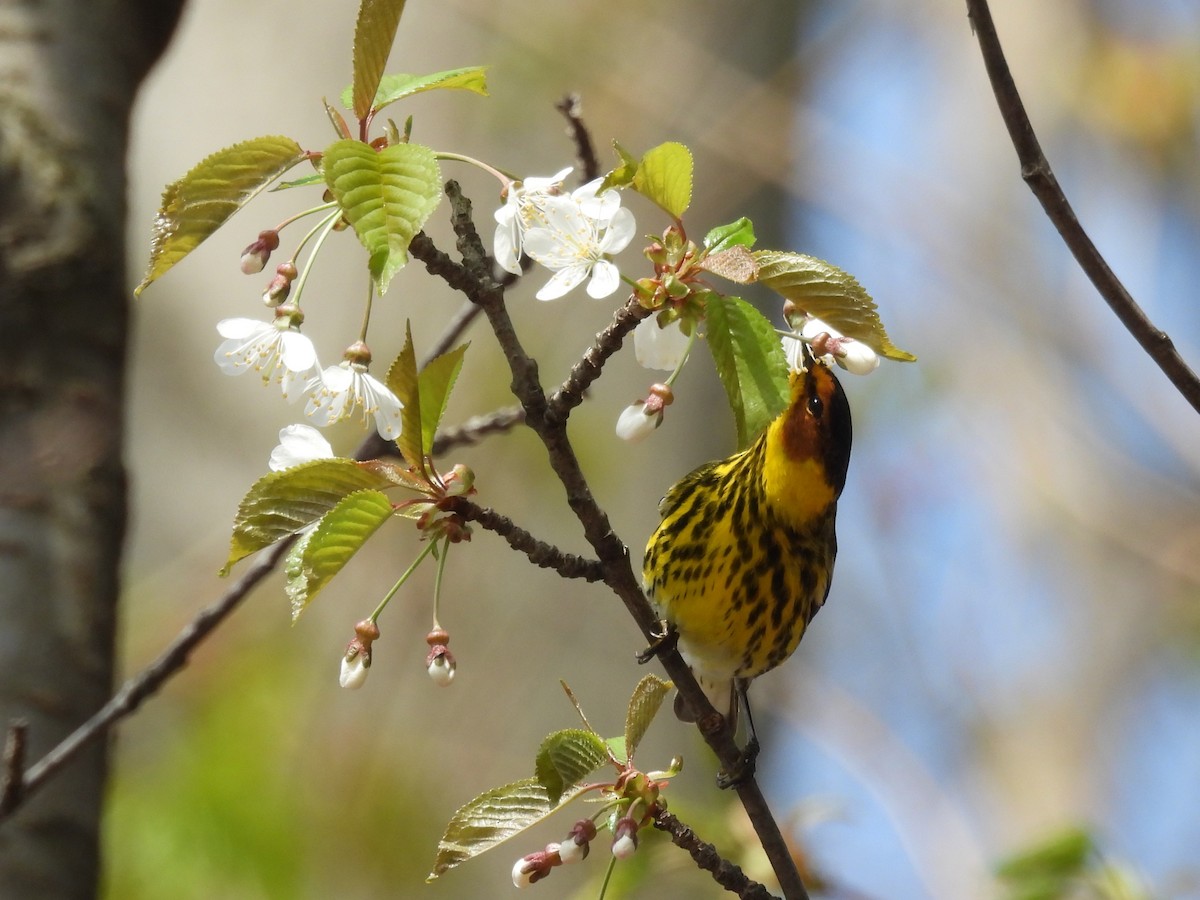Cape May Warbler - ML618169032