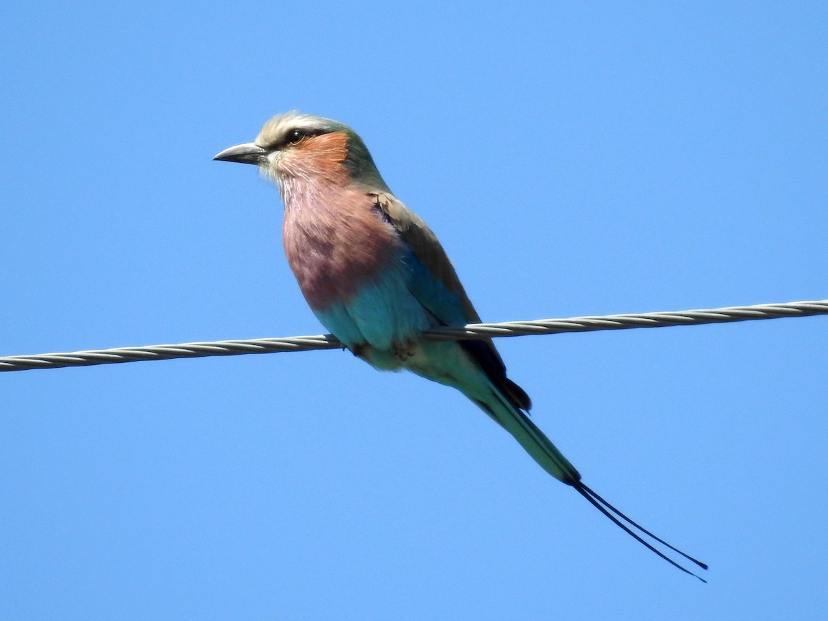 Lilac-breasted Roller - ML618169101
