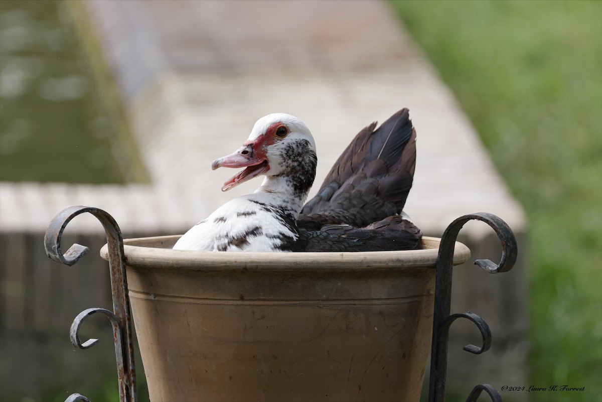 Muscovy Duck (Domestic type) - Laura Forrest