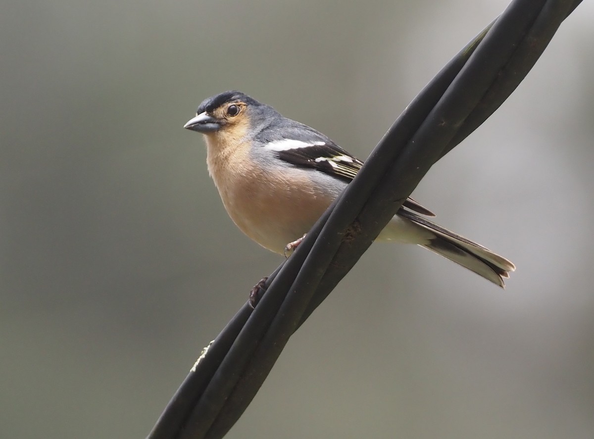 Canary Islands Chaffinch (Canary Is.) - ML618169142