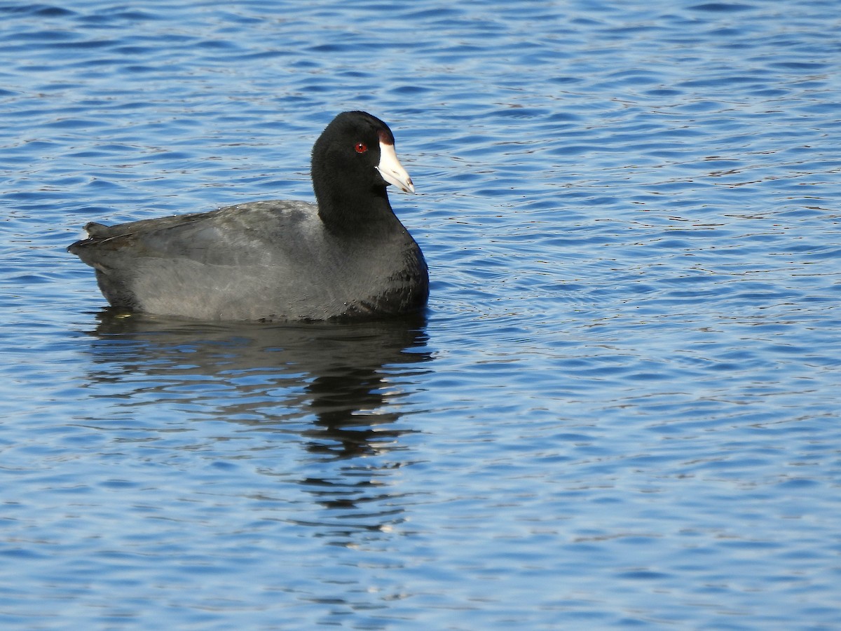 American Coot - Nathalie Ouellet