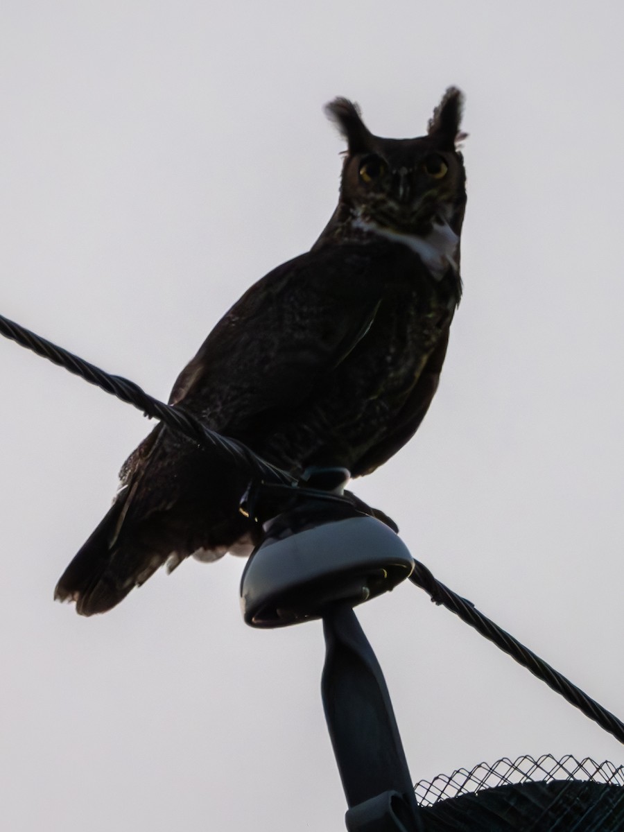 Great Horned Owl - ML618169177