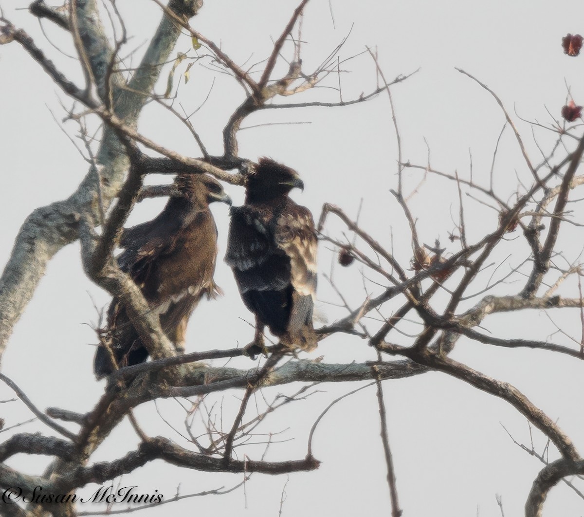 Greater Spotted Eagle - ML618169181