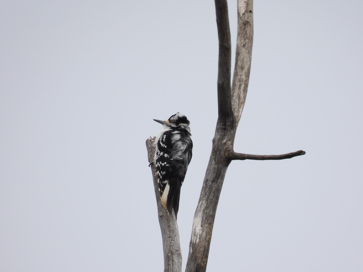 Hairy Woodpecker - ML618169187