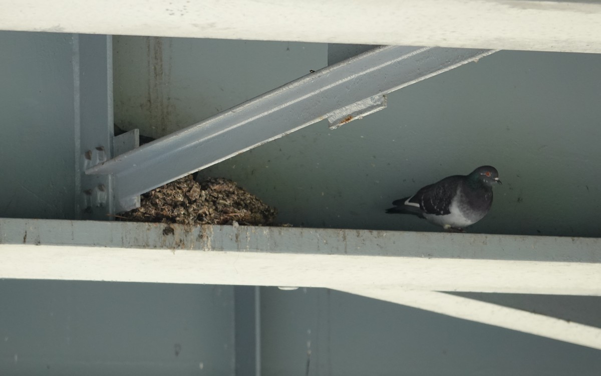 Rock Pigeon (Feral Pigeon) - ML618169200