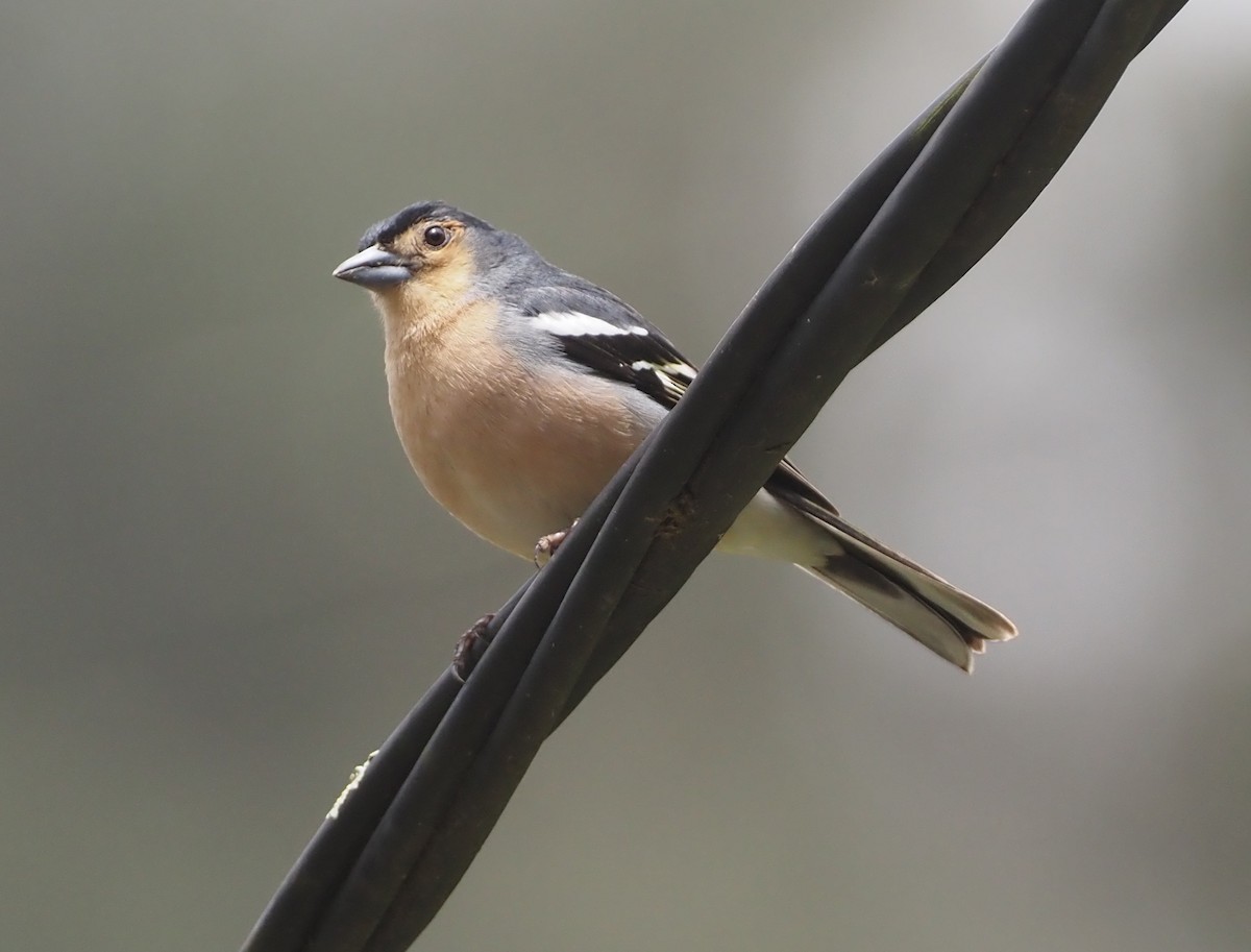 Canary Islands Chaffinch (Canary Is.) - ML618169205
