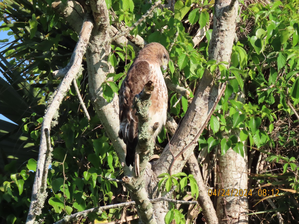 Red-tailed Hawk - ML618169247