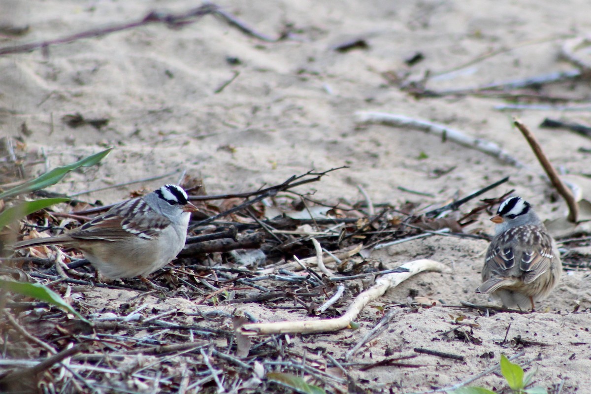 White-crowned Sparrow (Dark-lored) - ML618169266