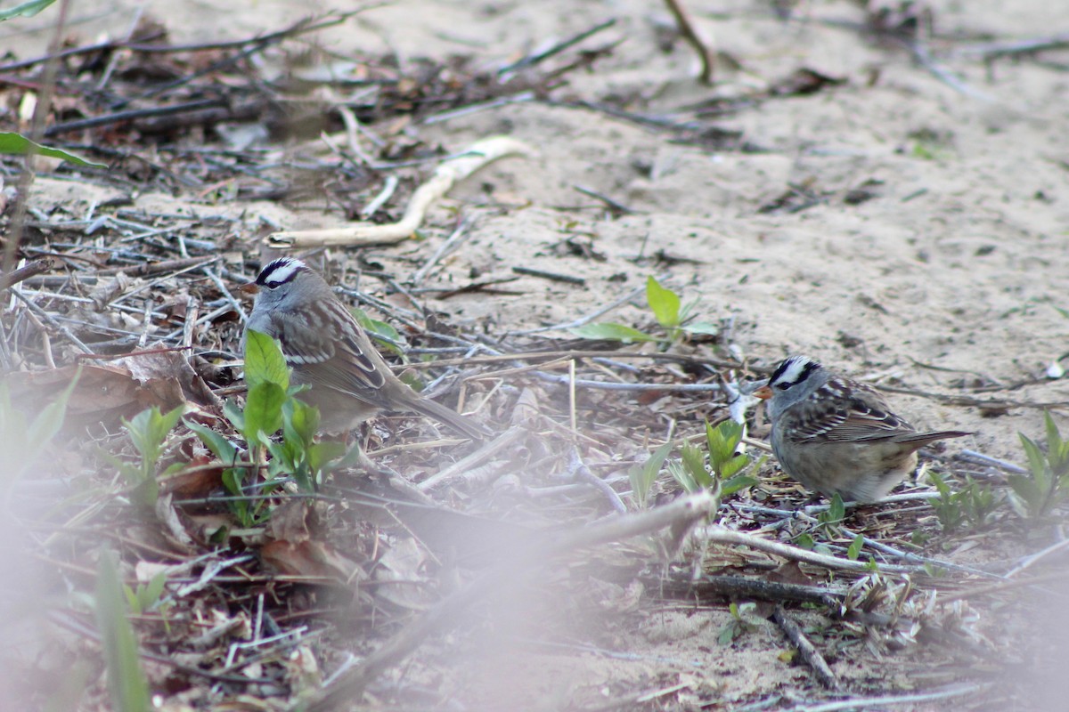 White-crowned Sparrow - ML618169271