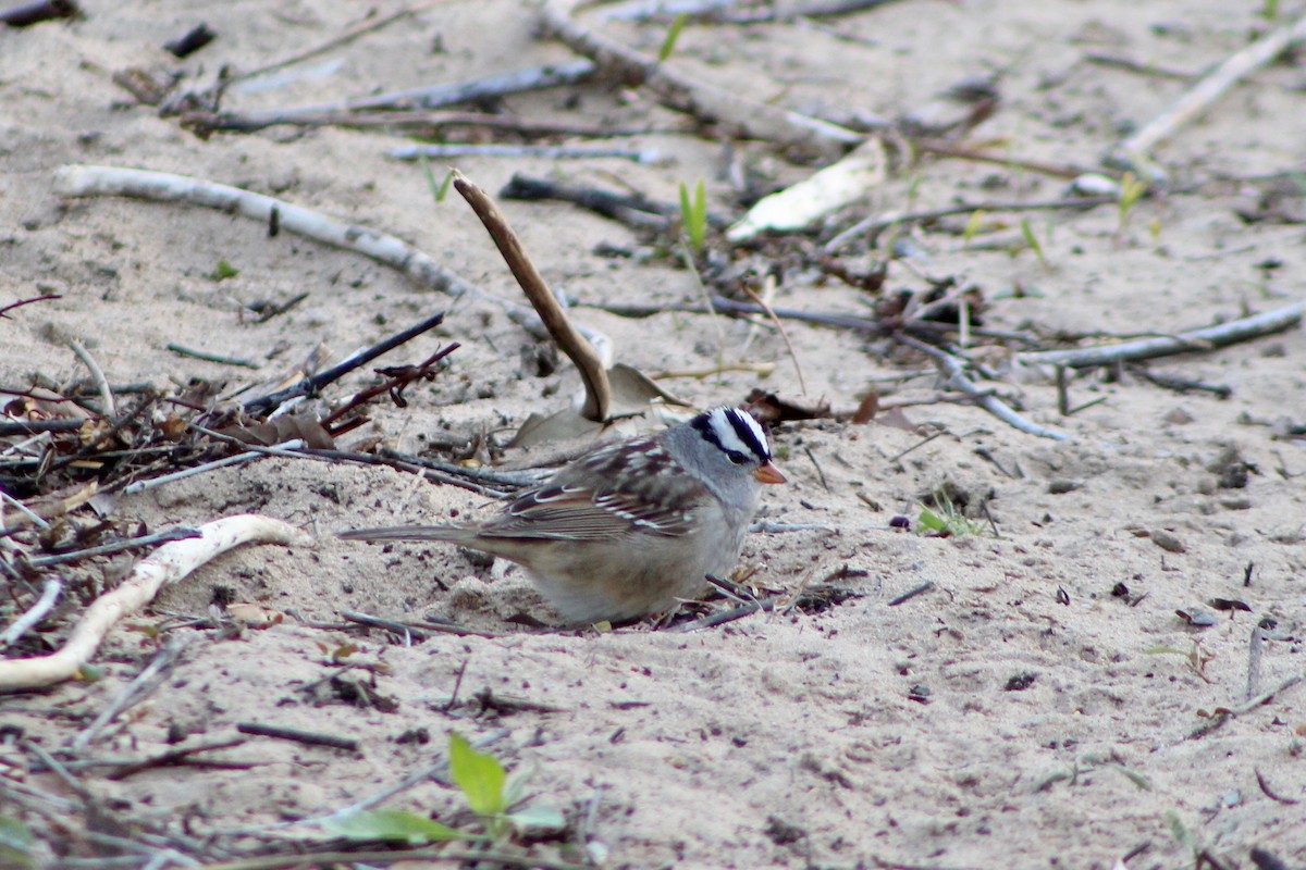 White-crowned Sparrow - ML618169281