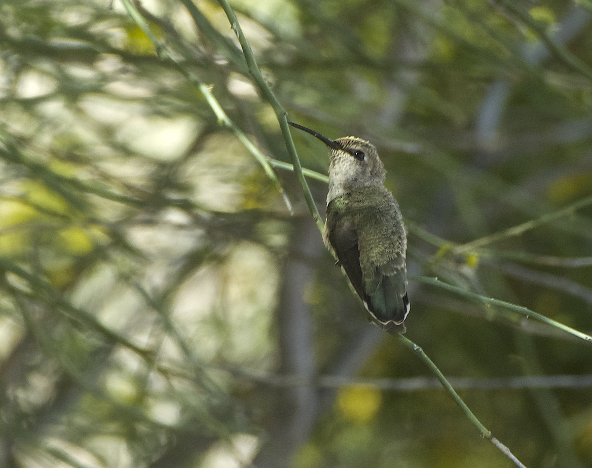 Black-chinned Hummingbird - ML618169292