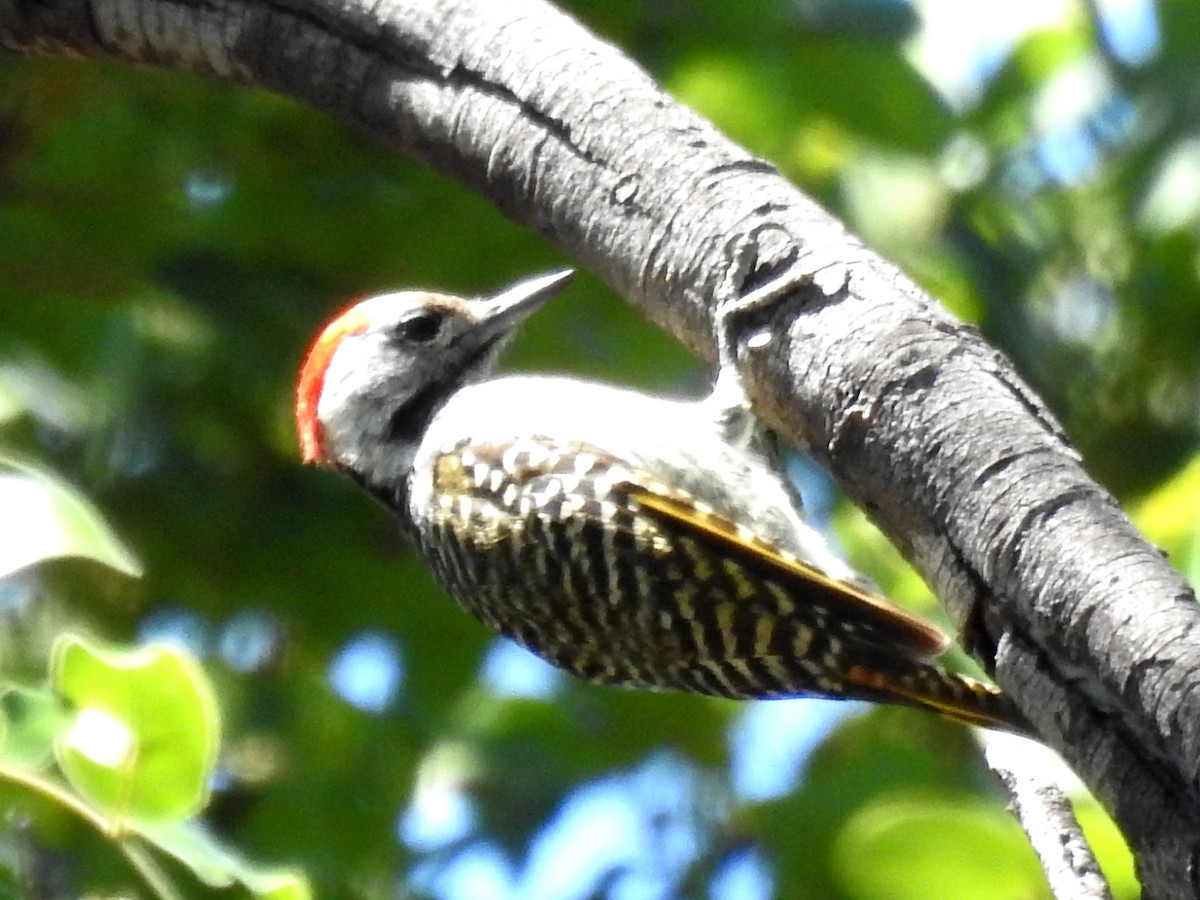 Cardinal Woodpecker - ML618169294