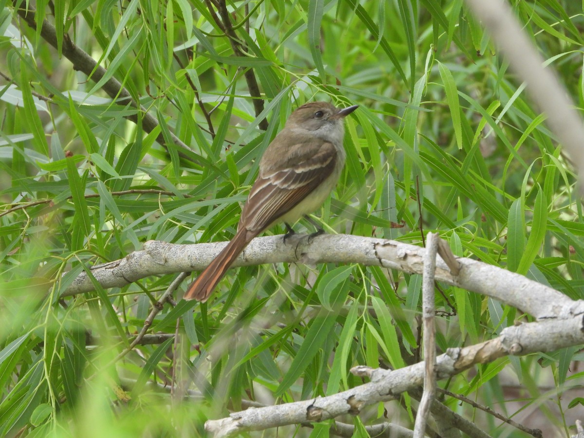 Nutting's Flycatcher - Fred Collins