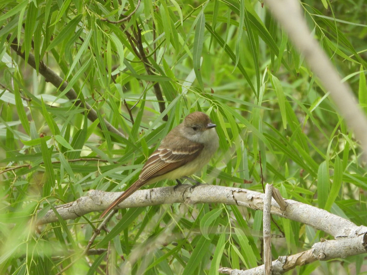 Nutting's Flycatcher - Fred Collins