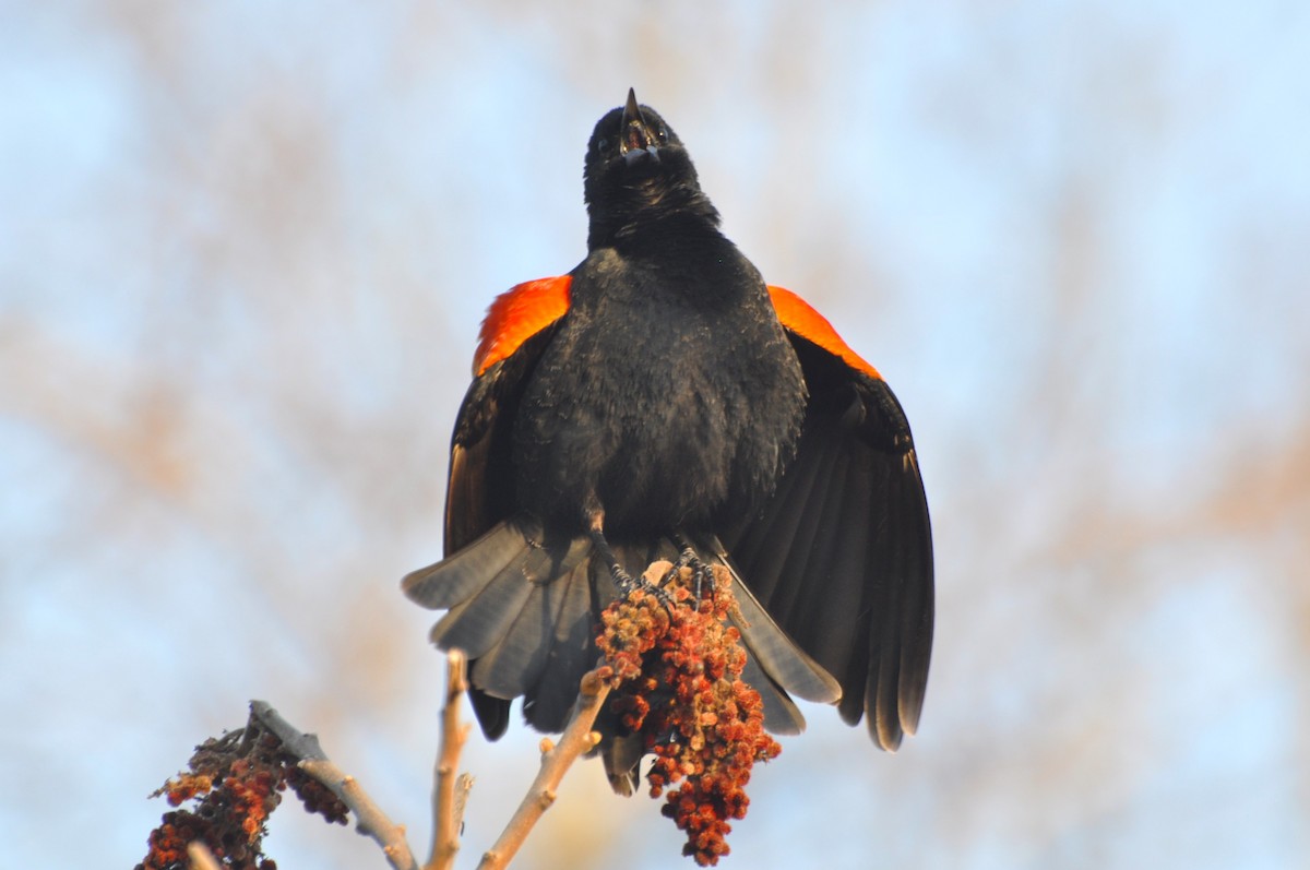 Red-winged Blackbird (Red-winged) - Matthew Cvetas