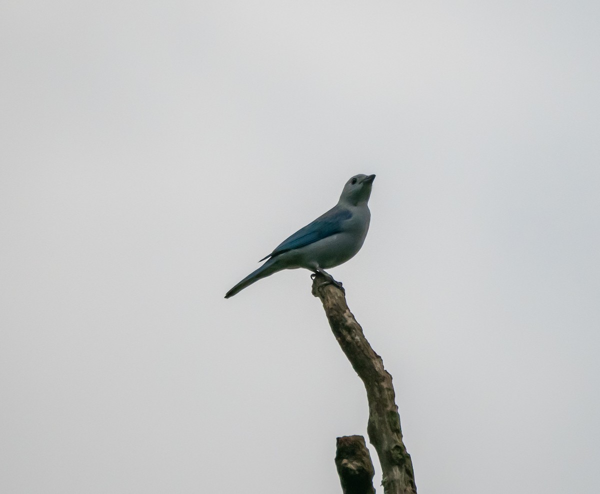 Blue-gray Tanager - ML618169333