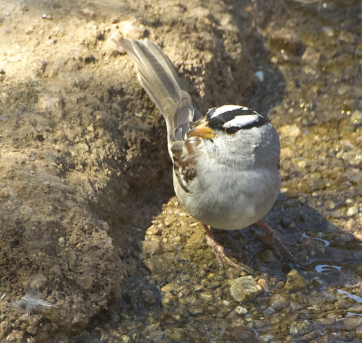 White-crowned Sparrow (Dark-lored) - ML618169340