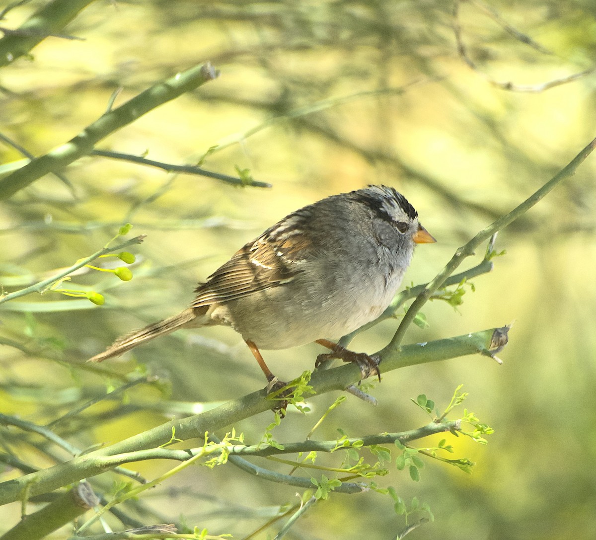 White-crowned Sparrow (Gambel's) - James Taylor
