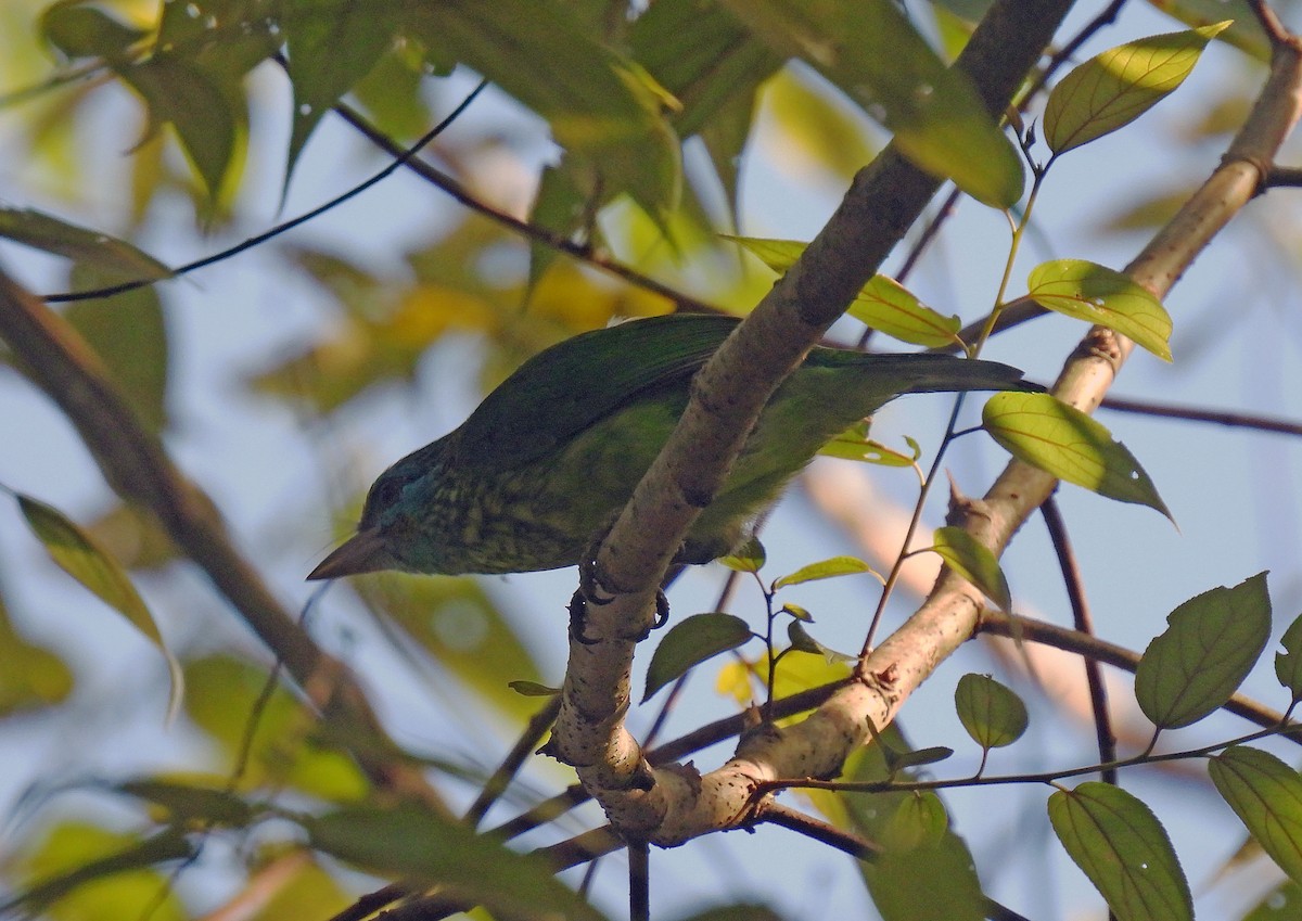 Yellow-fronted Barbet - ML618169362