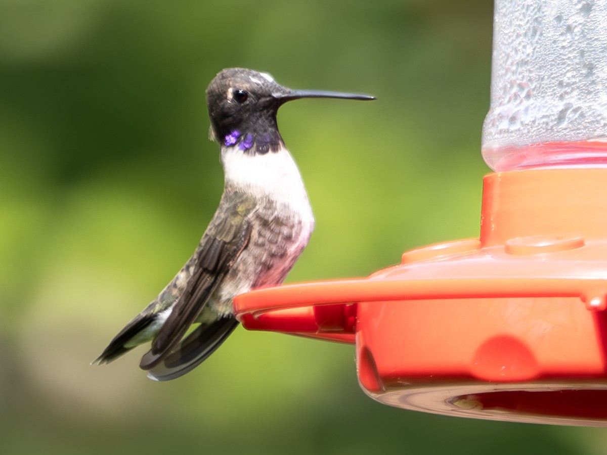 Black-chinned Hummingbird - ML618169367