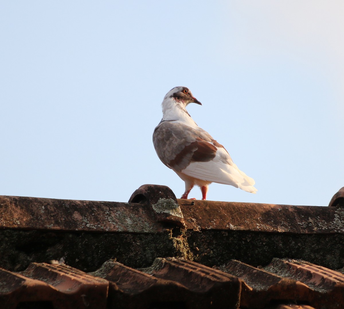 Rock Pigeon (Feral Pigeon) - ML618169397