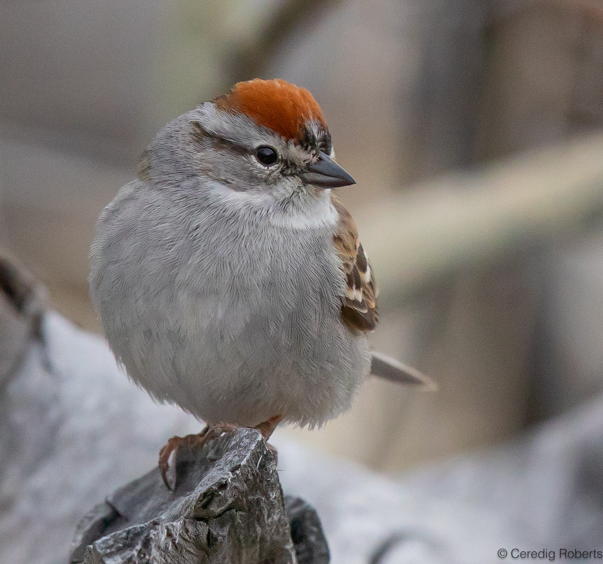 Chipping Sparrow - ML618169407