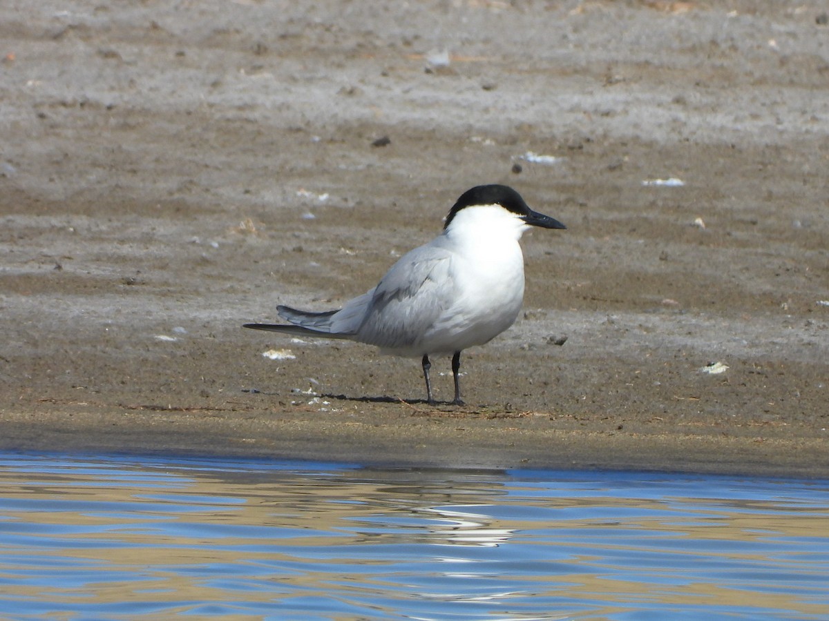 Gull-billed Tern - ML618169428