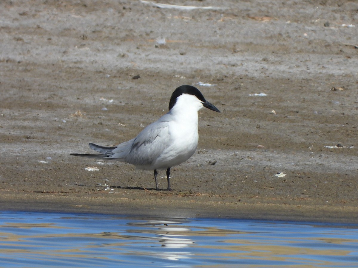 Gull-billed Tern - ML618169429