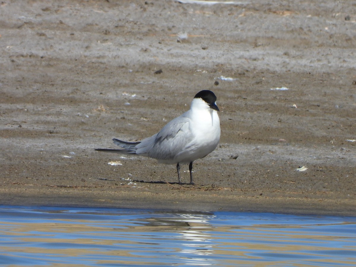 Gull-billed Tern - ML618169430