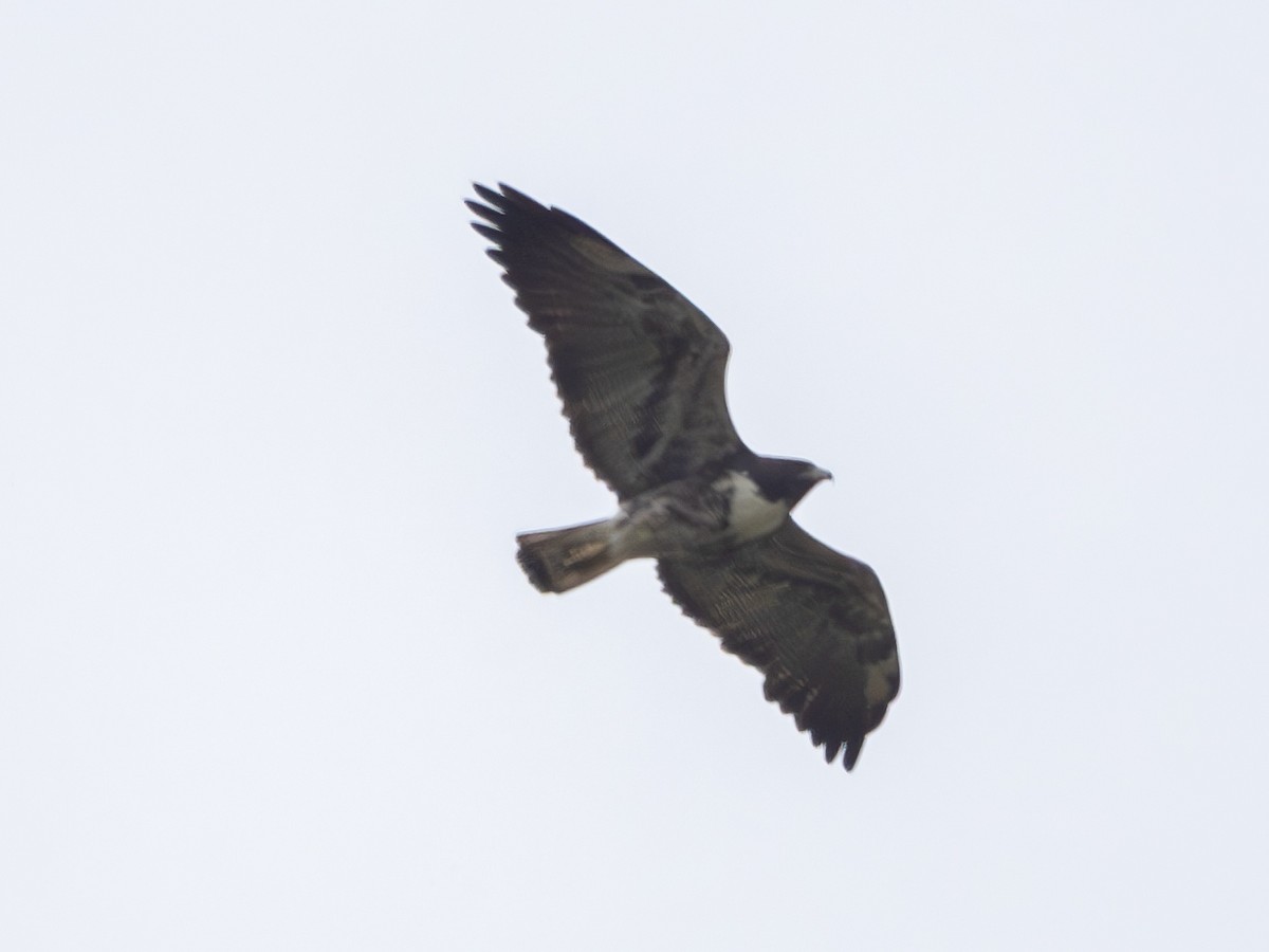 White-tailed Hawk - Mark Scheuerman
