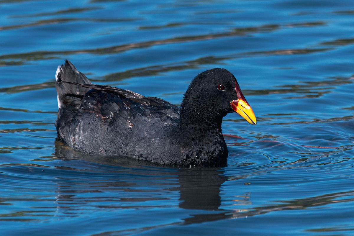 Red-fronted Coot - ML618169474