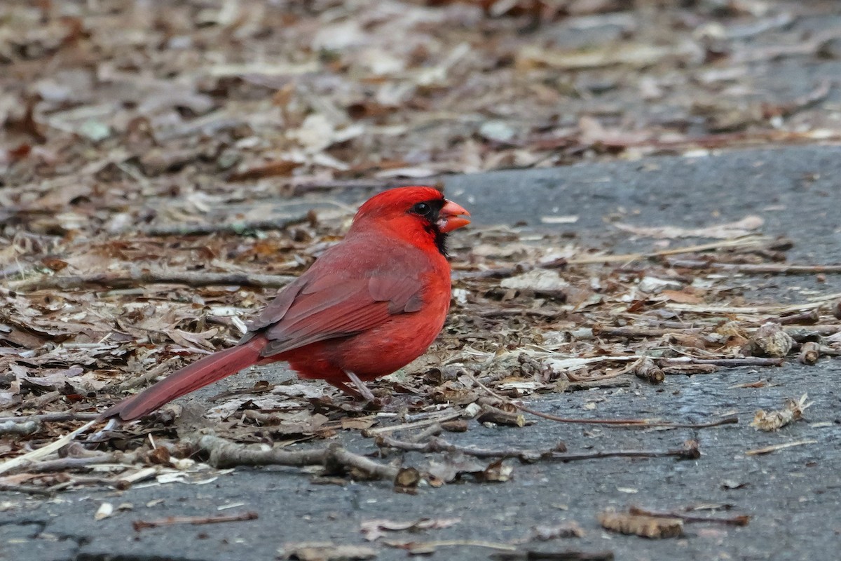 Northern Cardinal - Russ Smiley
