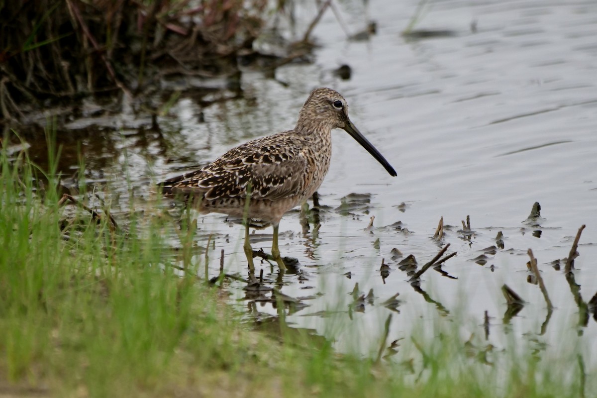 Long-billed Dowitcher - Bruce & Lori Whitehouse
