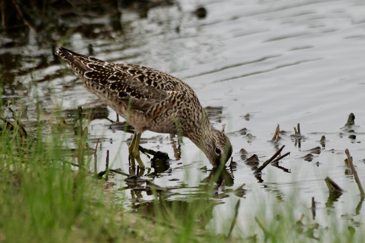 Long-billed Dowitcher - ML618169507