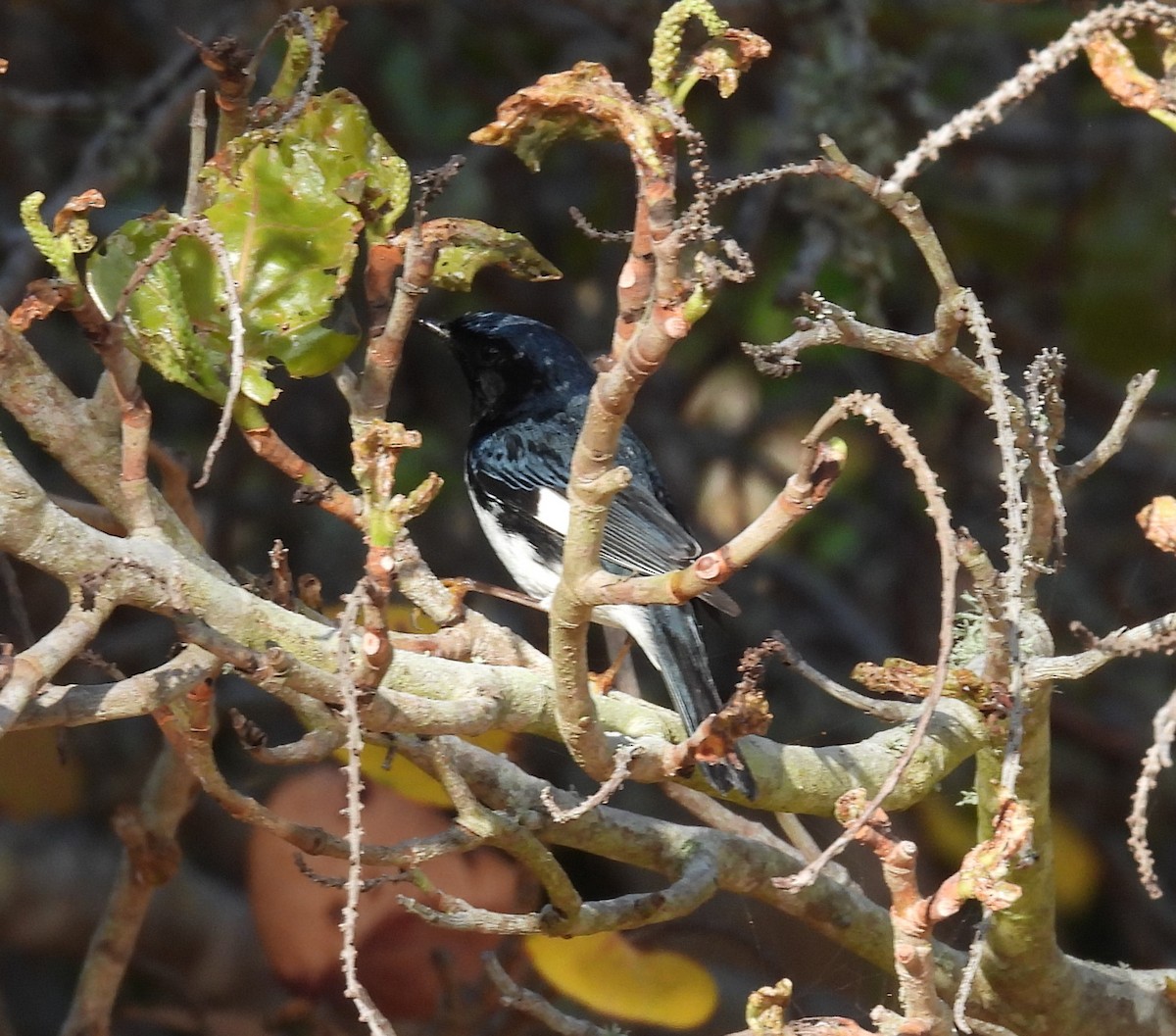 Black-throated Blue Warbler - ML618169508